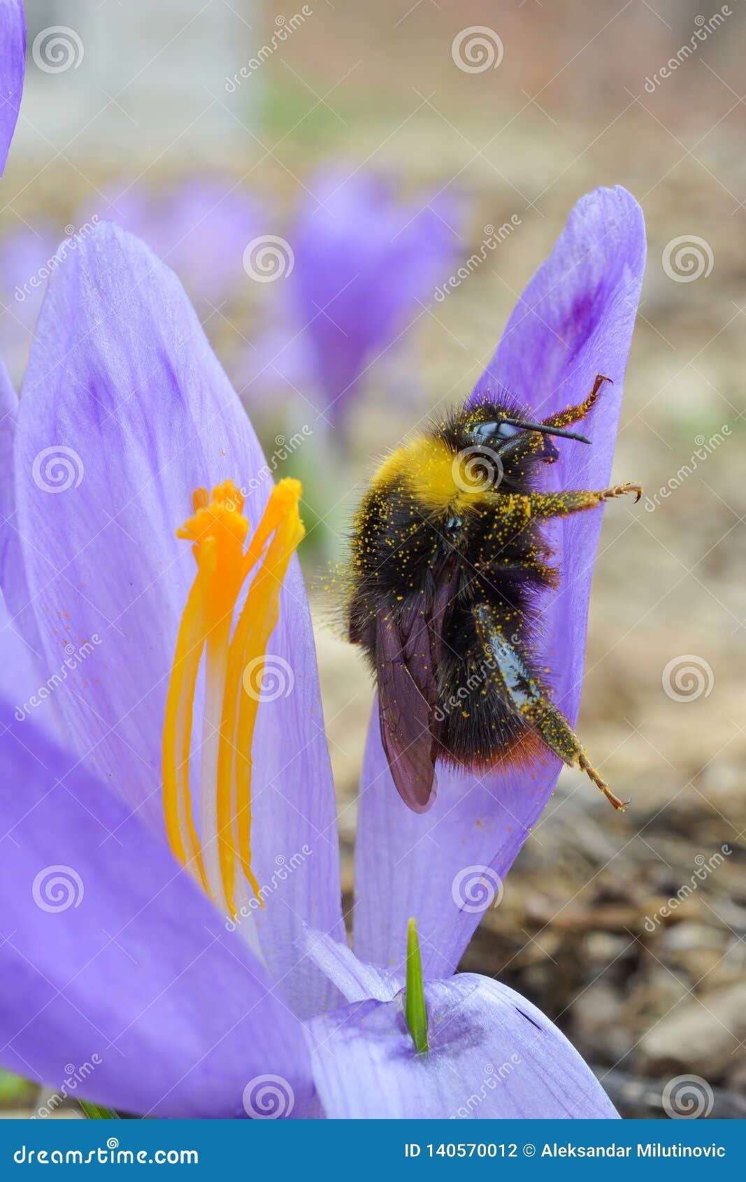Pollination, Bumblebee on Early Spring Saffron Flower Stock Photo