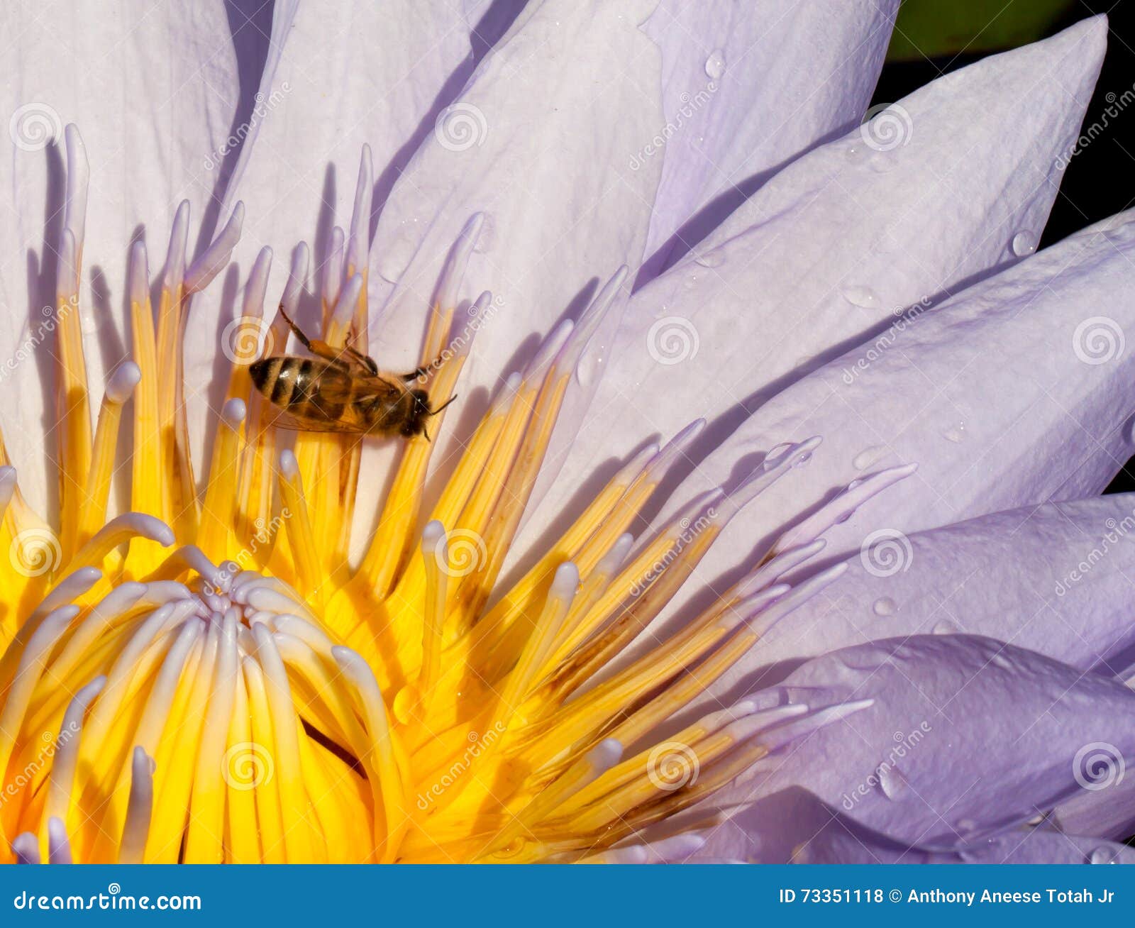 Pollination Closeup of a Water Lily with Bee Stock Photo Image of