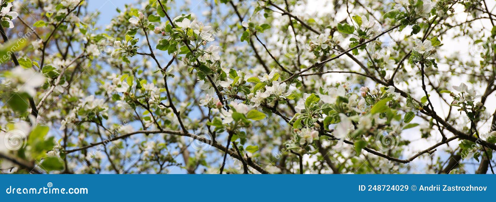 Pollination of a Flowering Apple Tree, Branches with White Flowers Stock Image Image of