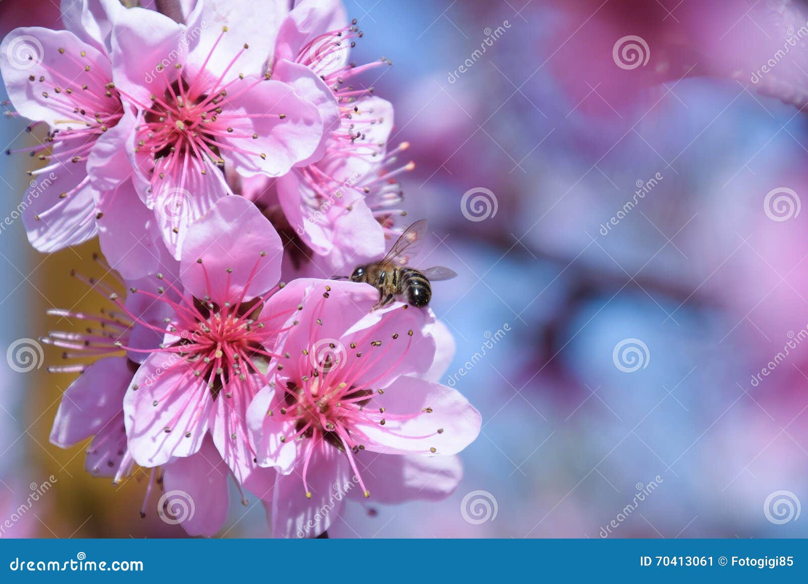 Pollination of Flowers by Bees Peach. Stock Image Image of branch