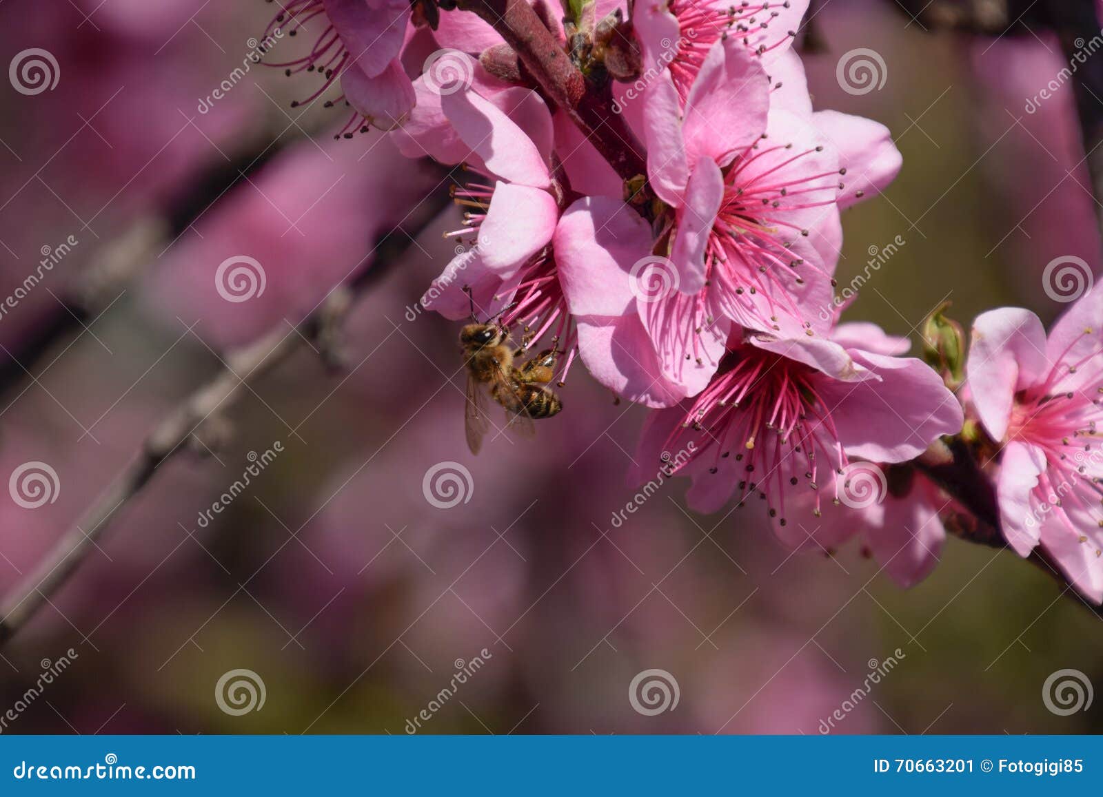 Pollination of Flowers by Bees Peach. Stock Image Image of closeup