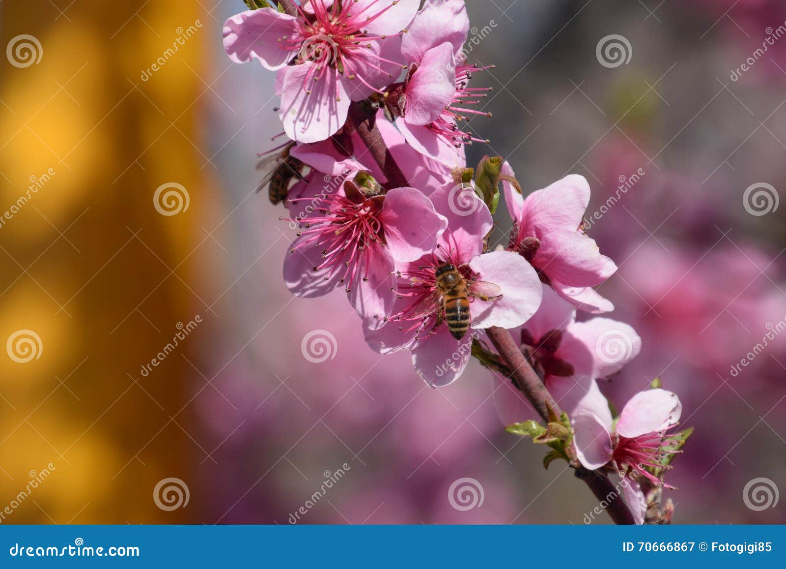 Pollination of Flowers by Bees Peach. Stock Image Image of outdoor