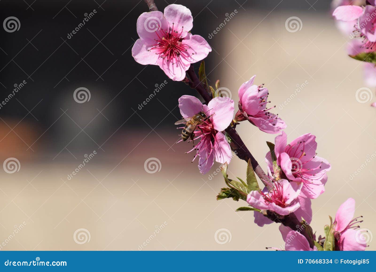 Pollination of Flowers by Bees Peach. Stock Photo Image of beautiful