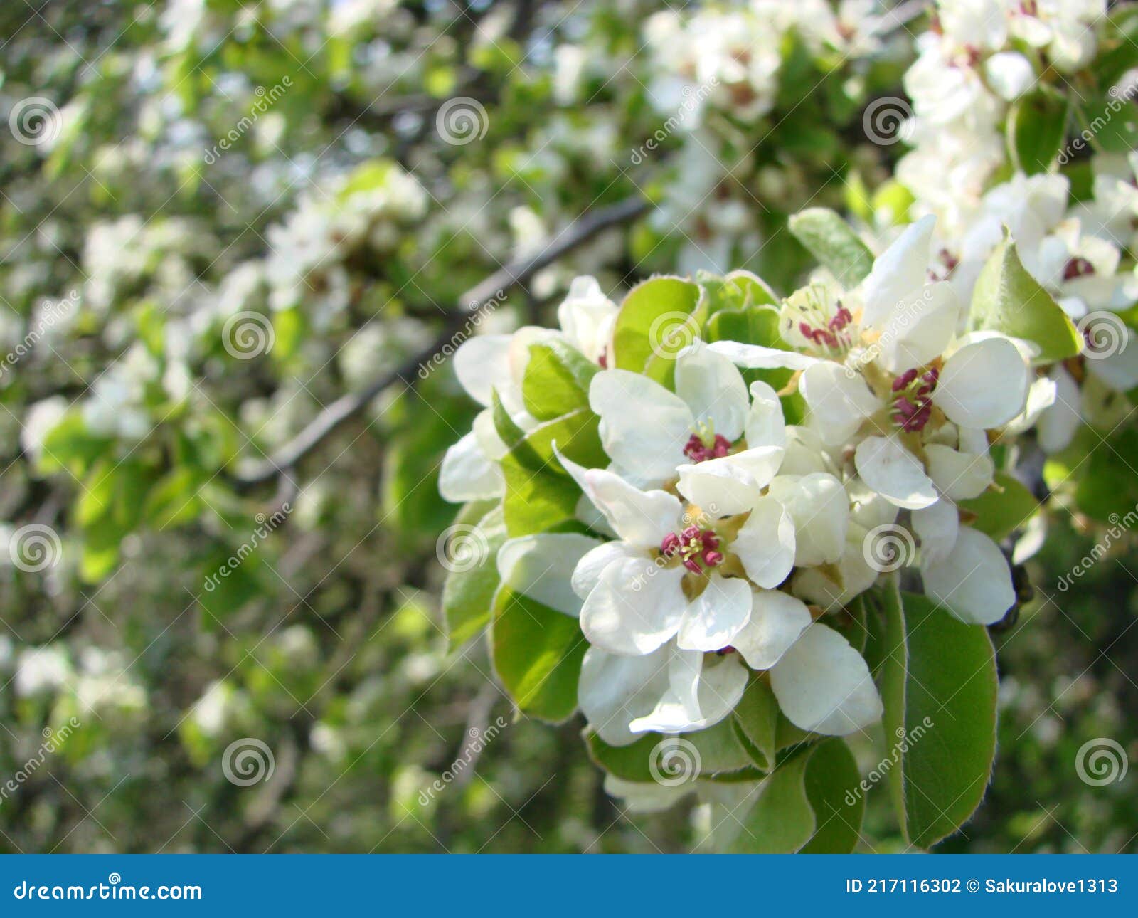Pollination of Flowers by Bees Pears. White Pear Flowers is a Source of Nectar for Bees Stock