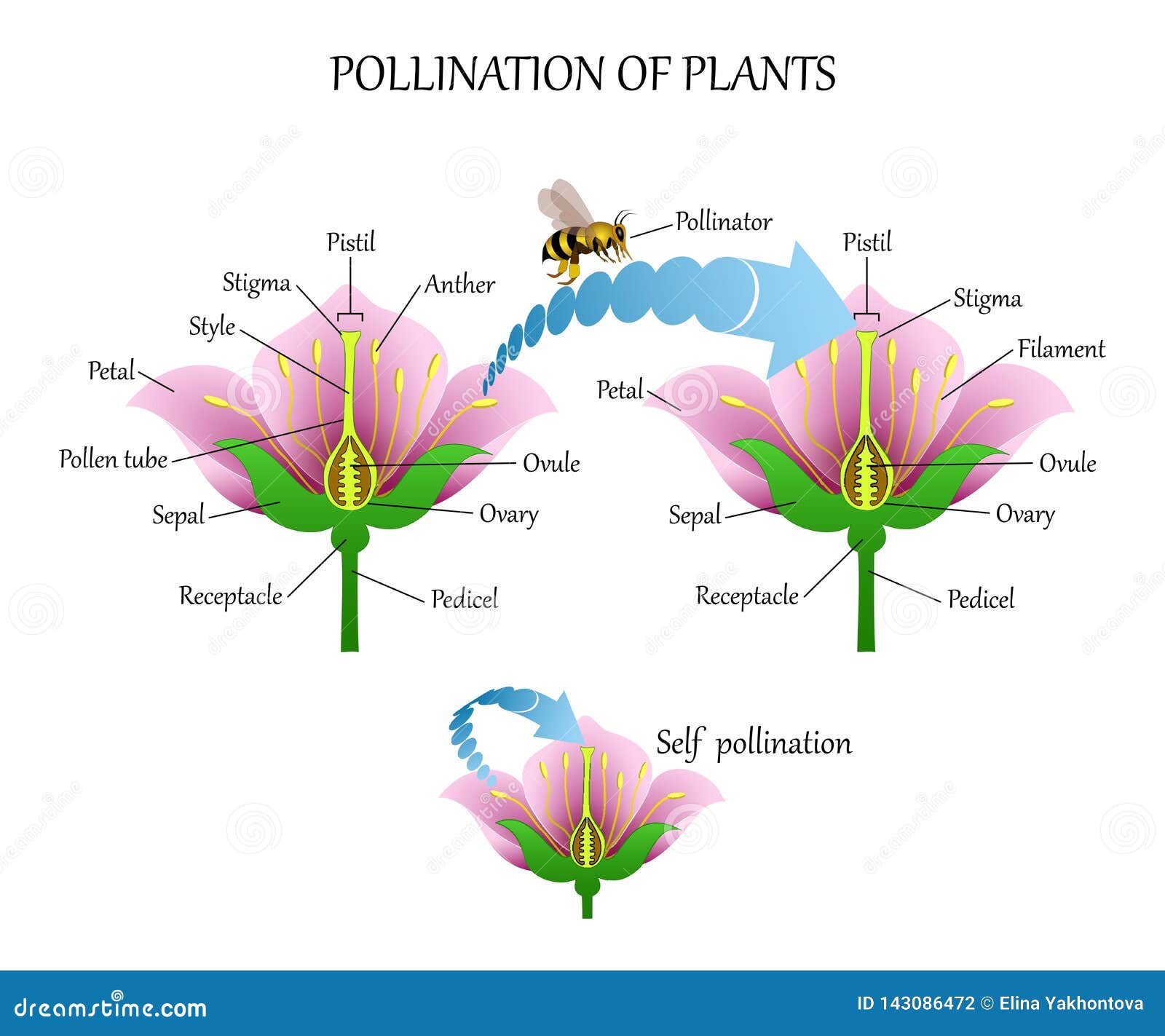 Self Fertilization self-fertilization