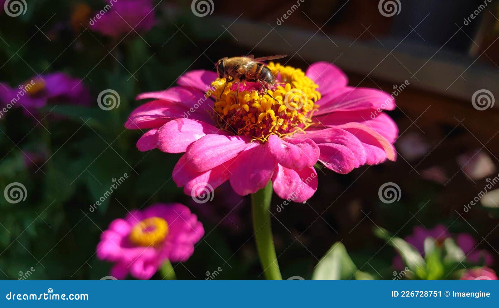 Pollination Process Bee Gathering Pollen from a Fully Bloomed Daisy