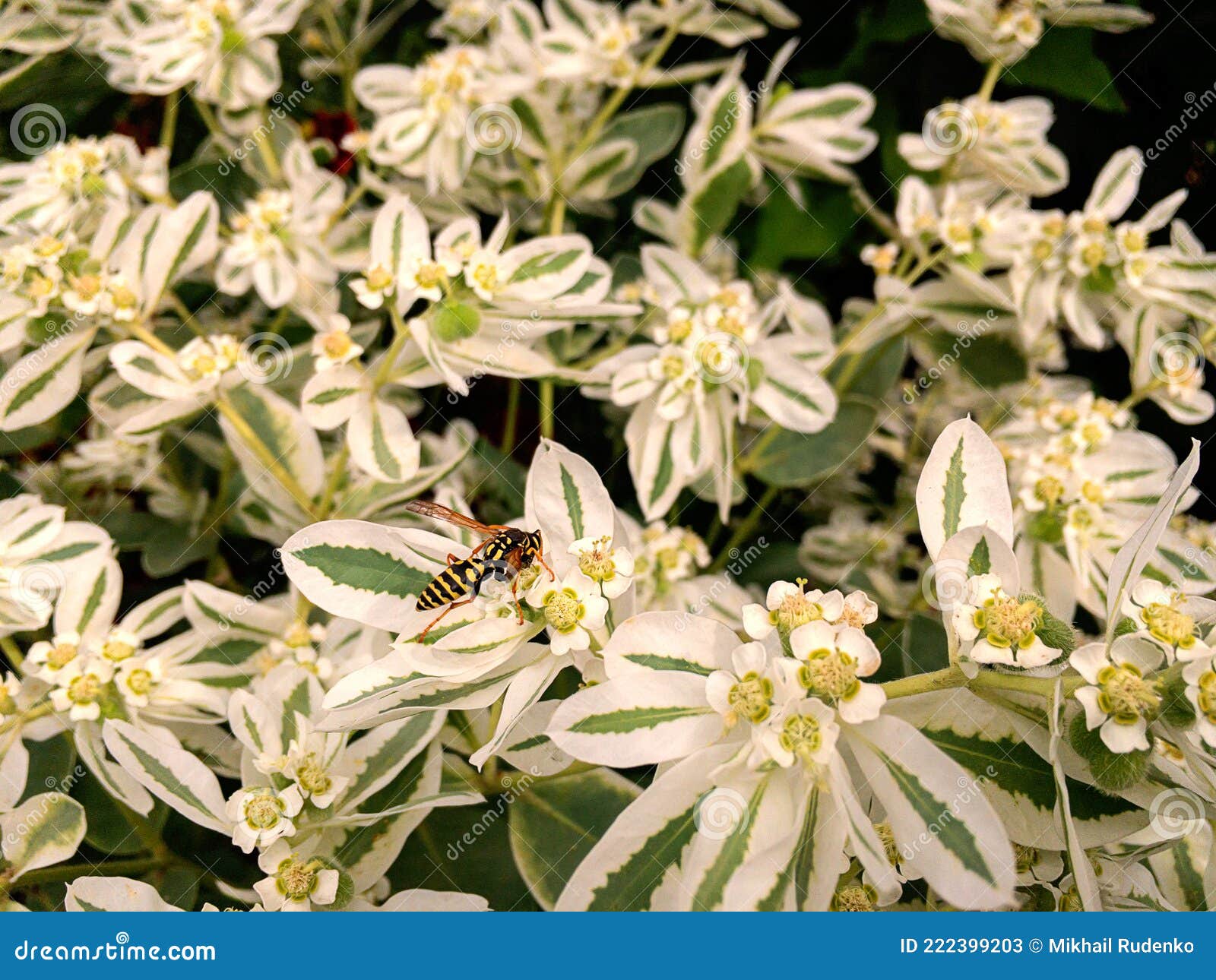 Pollination Process of a Bee on a White Flower Stock Image Image of field, green 222399203