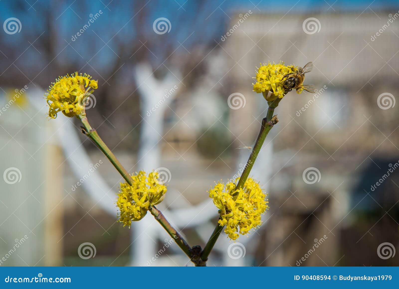 Pollination of trees stock photo. Image of floral, garden 90408594