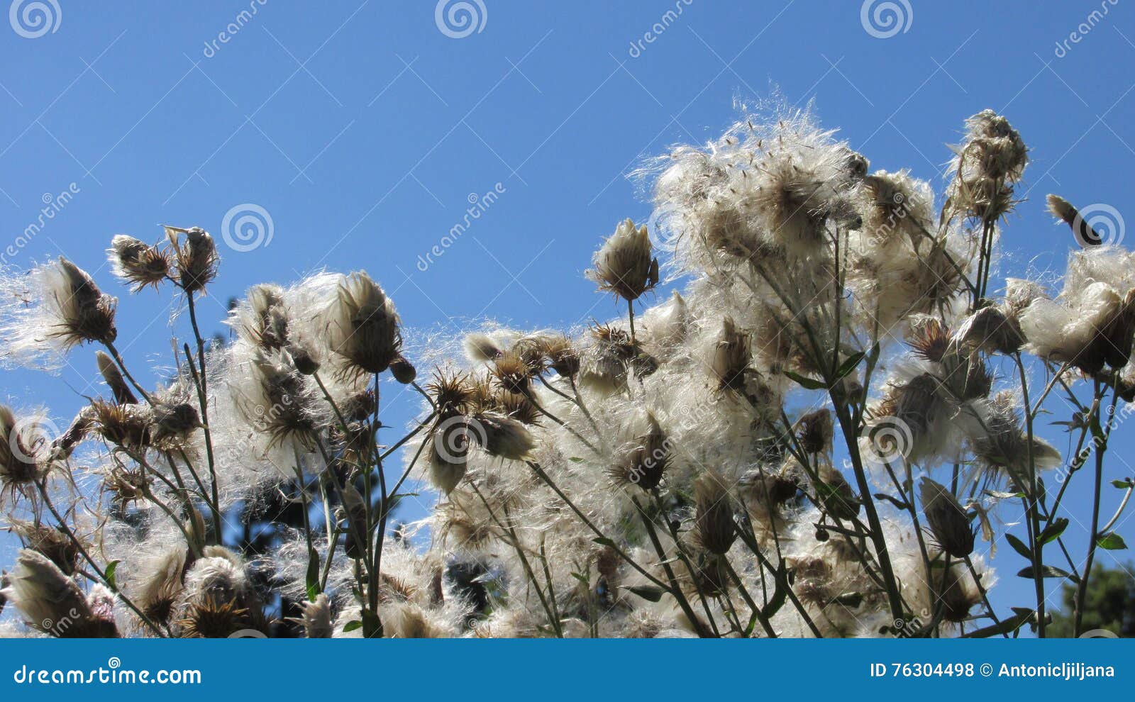Pollination by wind stock photo. Image of colors, natural 76304498