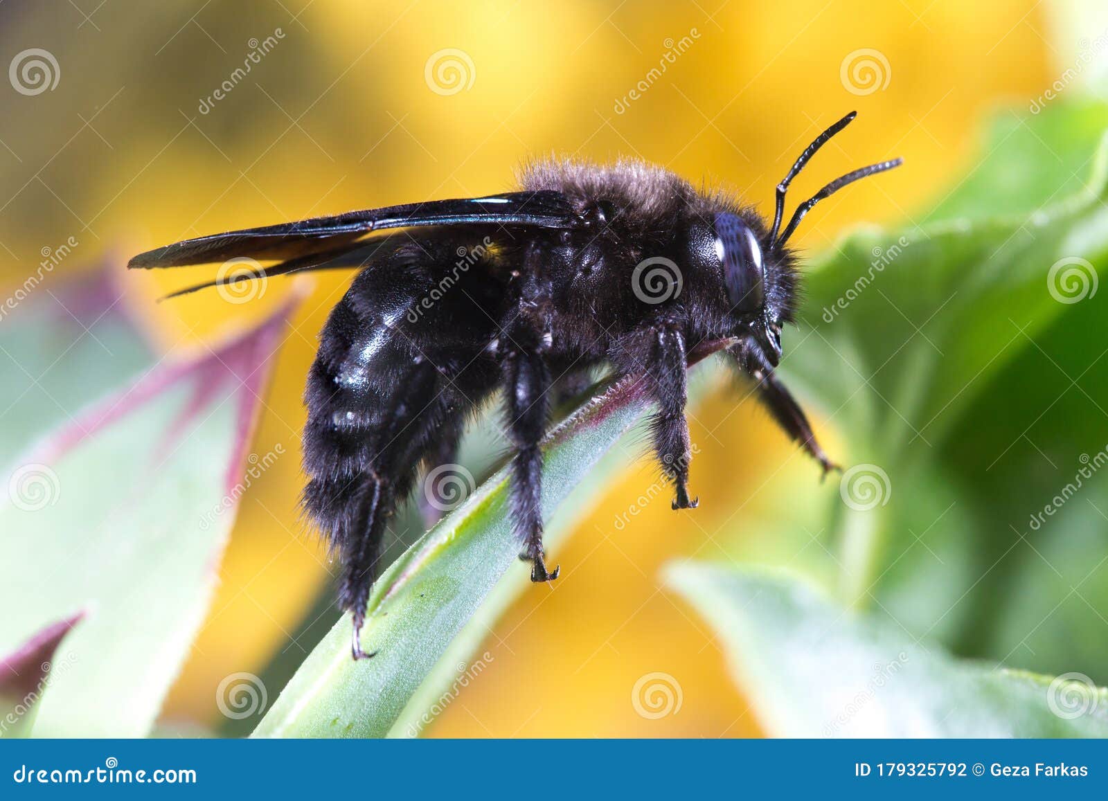 Pollinator, Violet Carpenter Bee, Xylocopa Violacea Stock Photo Image