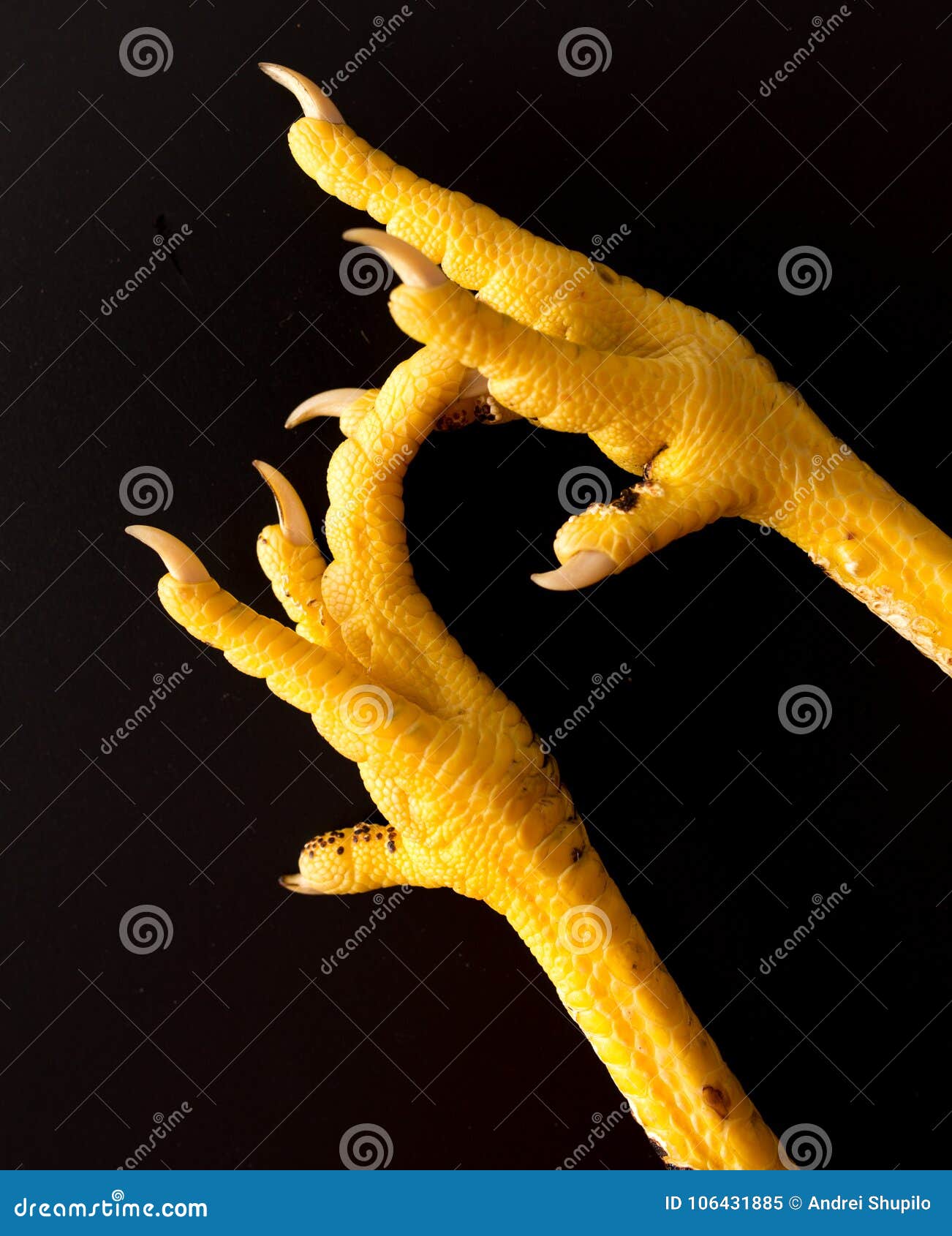 Pollo Amarillo De La Pata En Un Fondo Negro Imagen de archivo - Imagen de carne, pata: 106431885 Pollo Amarillo De La Pata En Un Fondo Negro Imagen de archivo - Imagen de carne, pata: 106431885