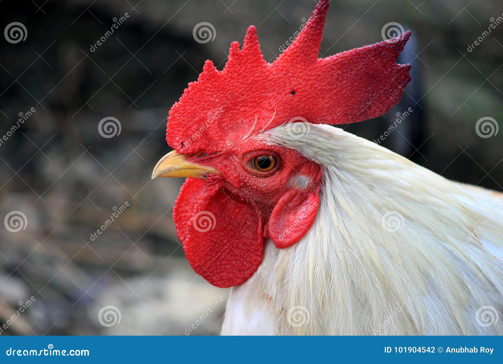 Pollo bianco fotografia stock. Immagine di colore, pollo 101904542