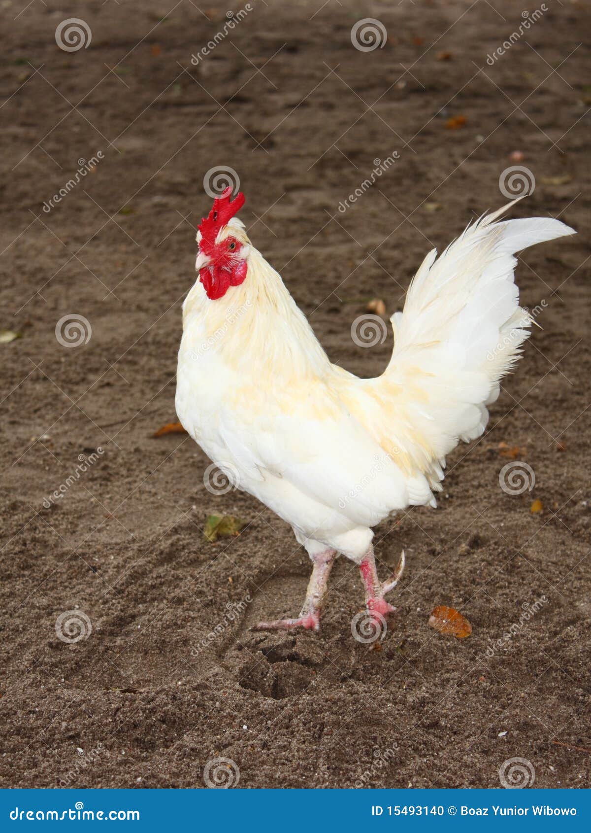 Pollo bianco fotografia stock. Immagine di gallo, incagliare 15493140