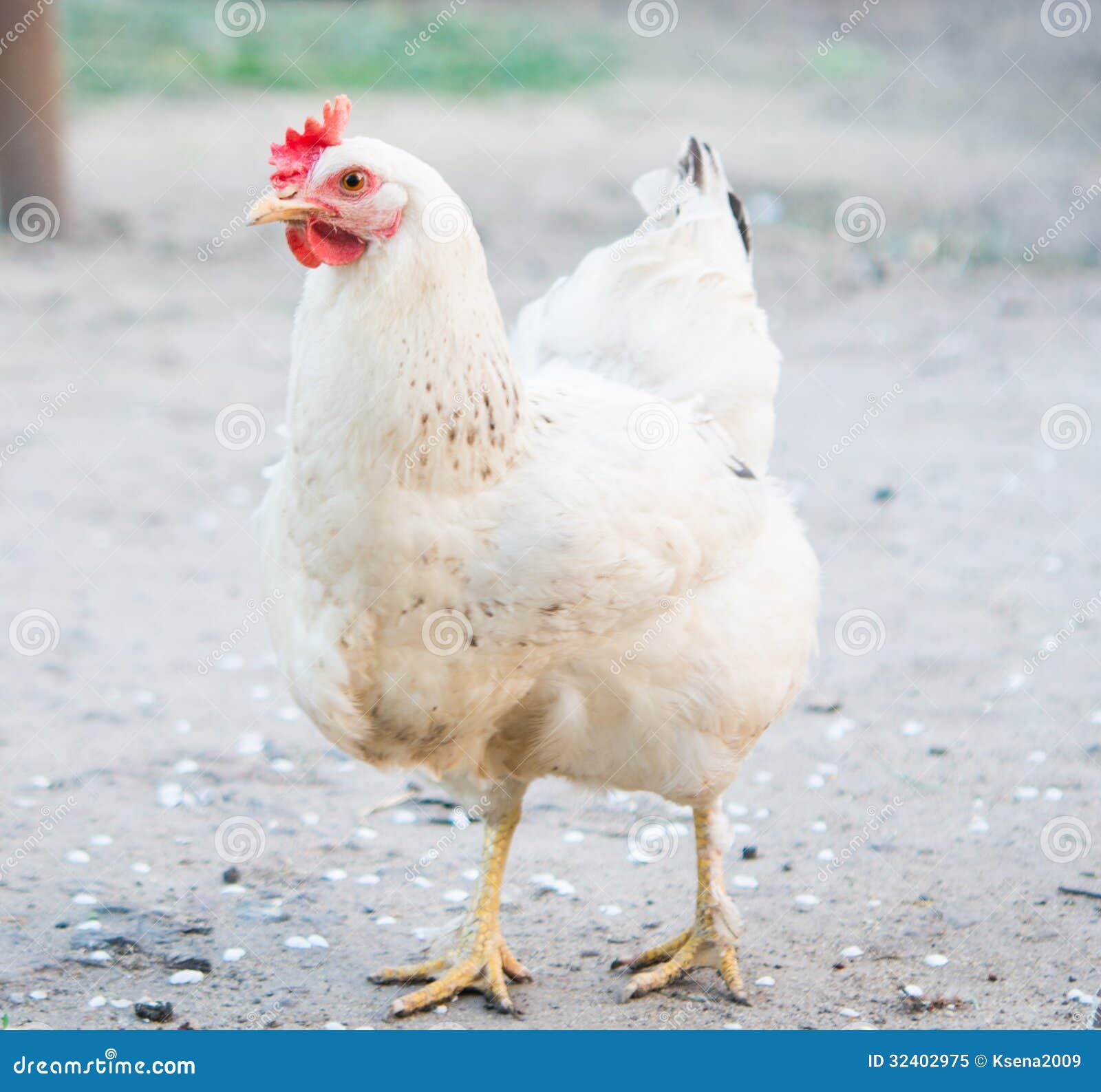 Pollo bianco immagine stock. Immagine di faccia, fauna 32402975