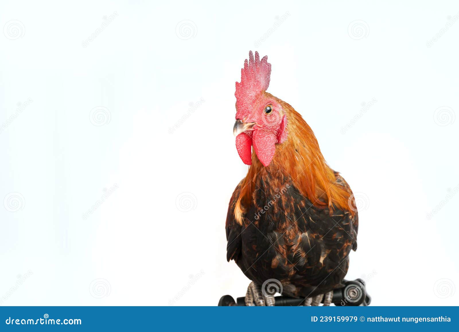 Pollo Con Cresta Roja Sobre Fondo Blanco Imagen de archivo Imagen de rojo, colorido 239159979