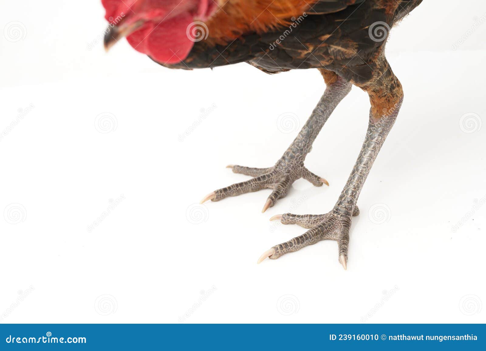 Pollo Con Cresta Roja Sobre Fondo Blanco Foto de archivo Imagen de poultry, hermoso 239160010
