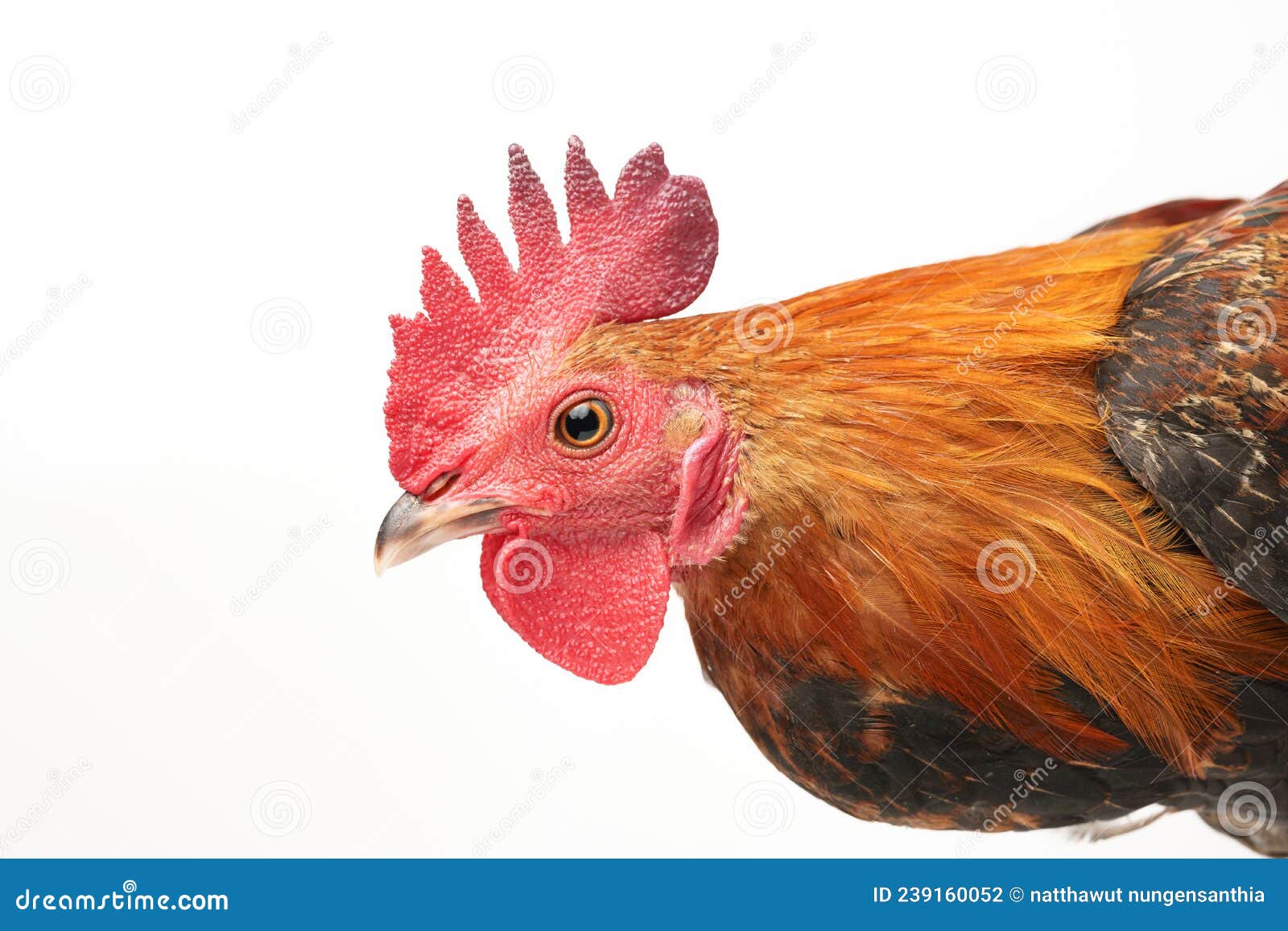 Pollo Con Cresta Roja Sobre Fondo Blanco Foto de archivo Imagen de fondo, poultry 239160052