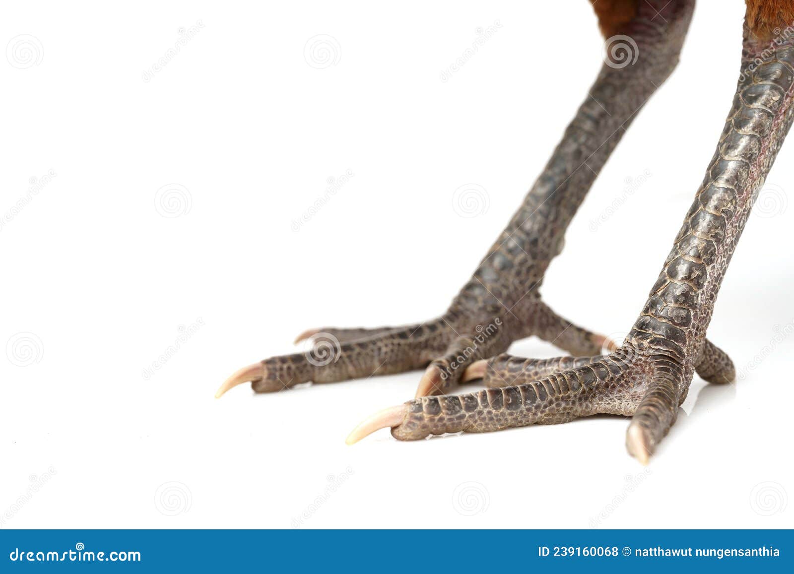 Pollo Con Cresta Roja Sobre Fondo Blanco Foto de archivo Imagen de rojo, pierna 239160068