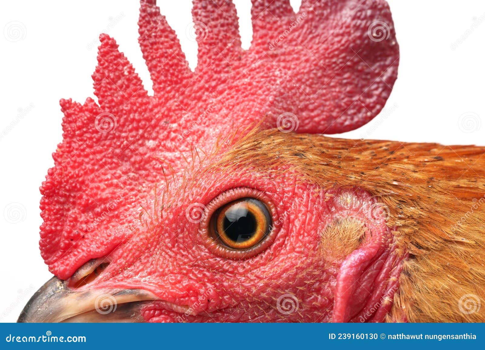 Pollo Con Cresta Roja Sobre Fondo Blanco Foto de archivo Imagen de fondo, granja 239160130