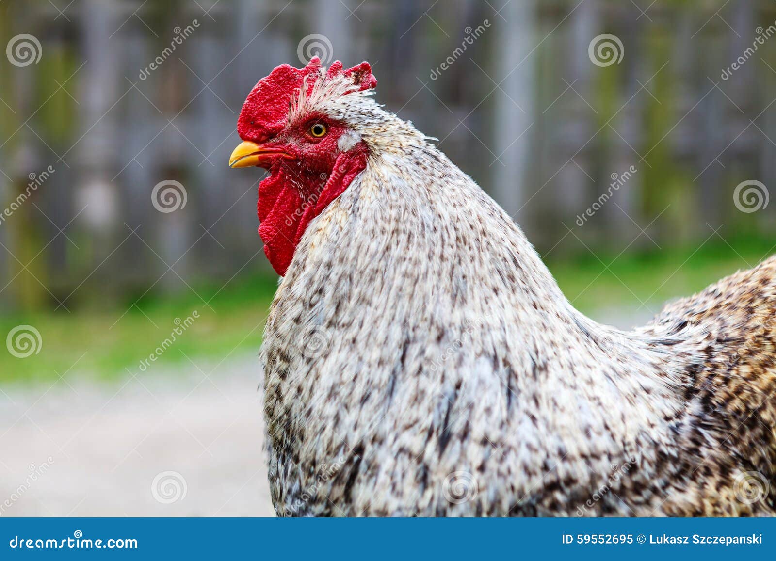 Pollo di Cochin immagine stock. Immagine di osservare 59552695