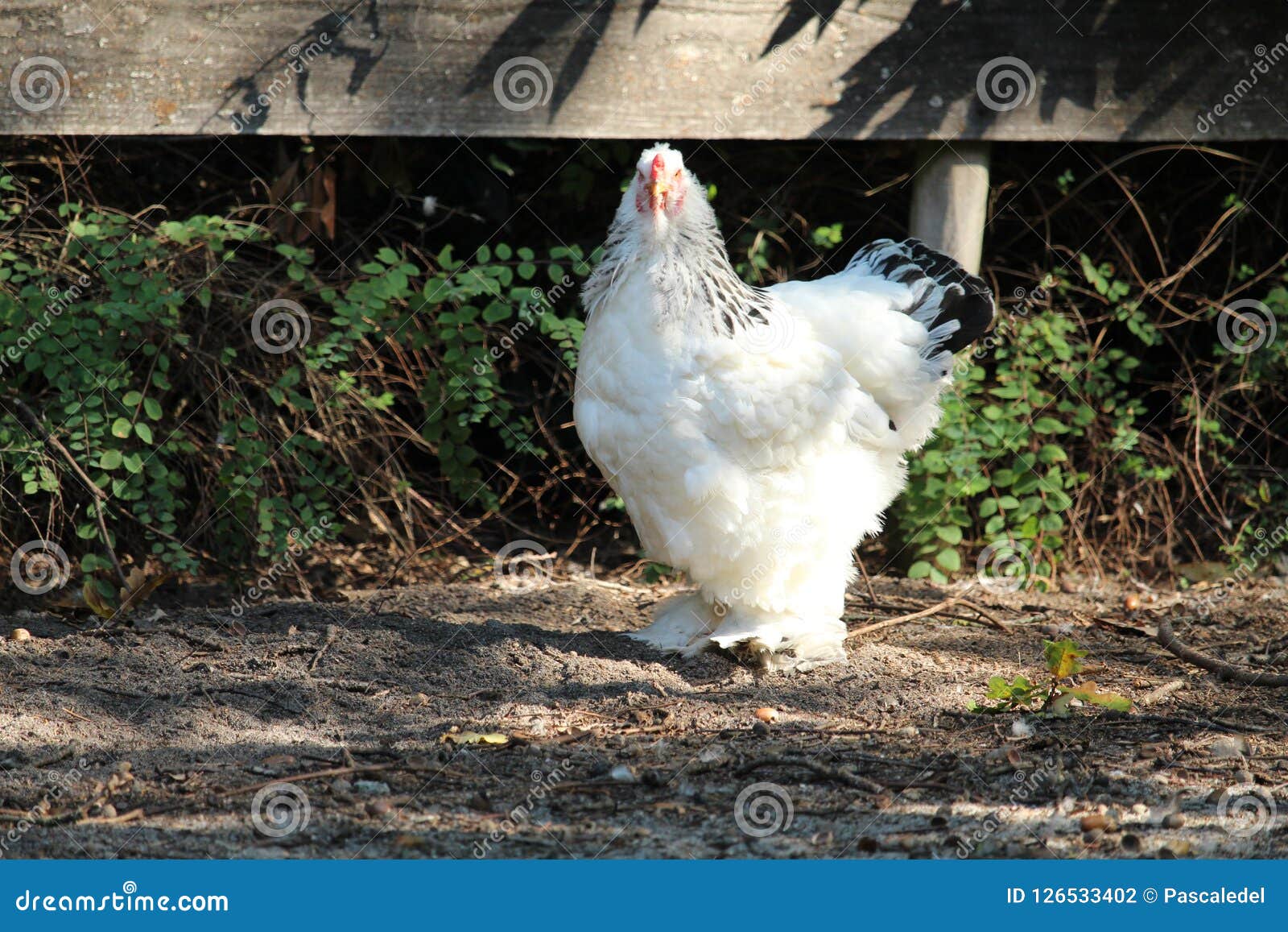 Pollo grande foto de archivo. Imagen de gallo, aves 126533402