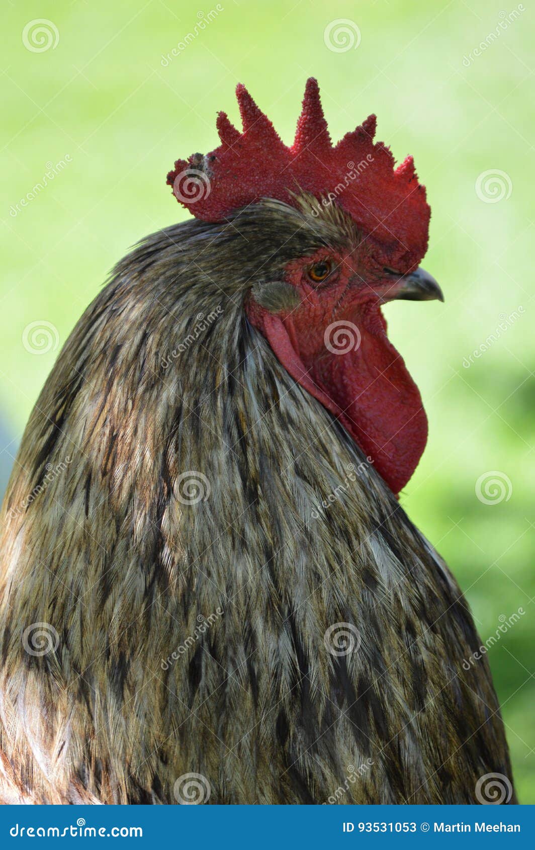 Pollo grande imagen de archivo. Imagen de nadie, maduro 93531053