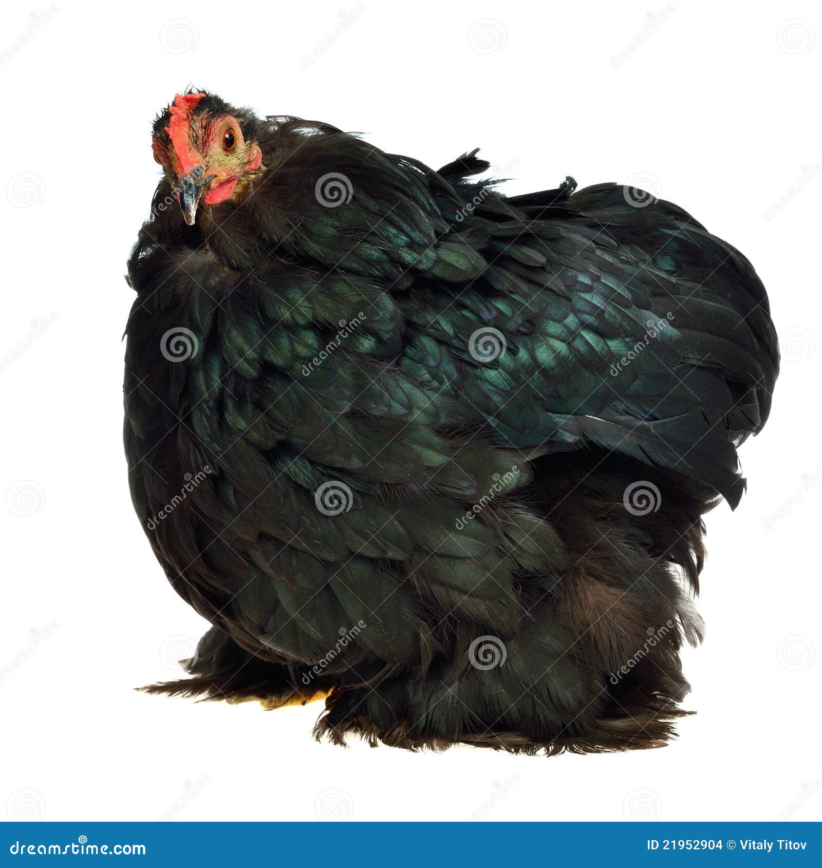 Pollo Negro De La Casta De Cochin China Foto de archivo Imagen de