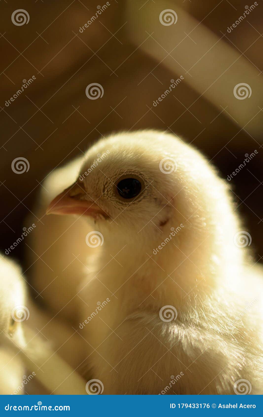 pollo pollito amarillo plumas pico