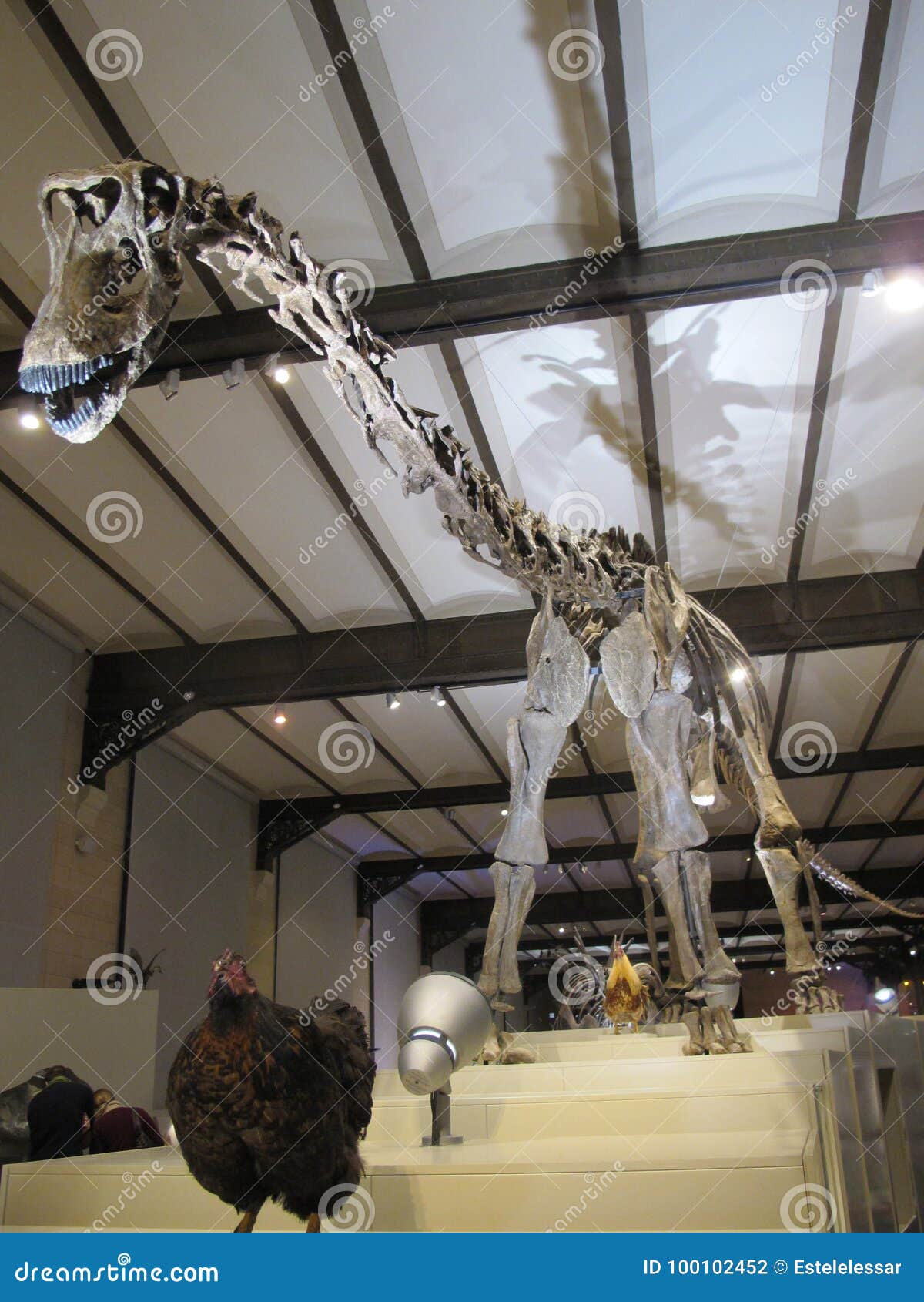 Pollo y el dinosaurio fotografía editorial. Imagen de belga 100102452