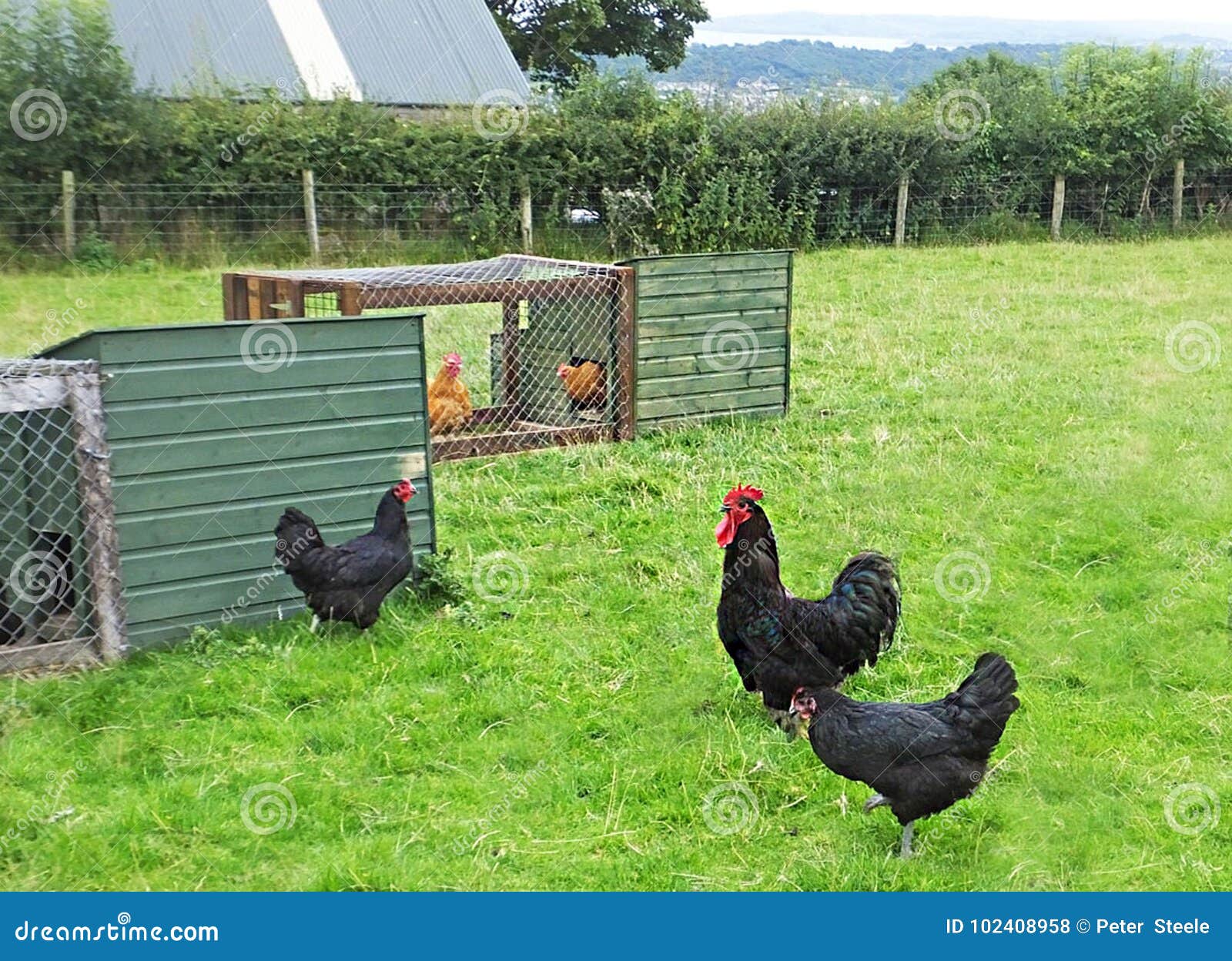 Pollo Y Gallinas Gigantes Del Jersey Foto de archivo Imagen de