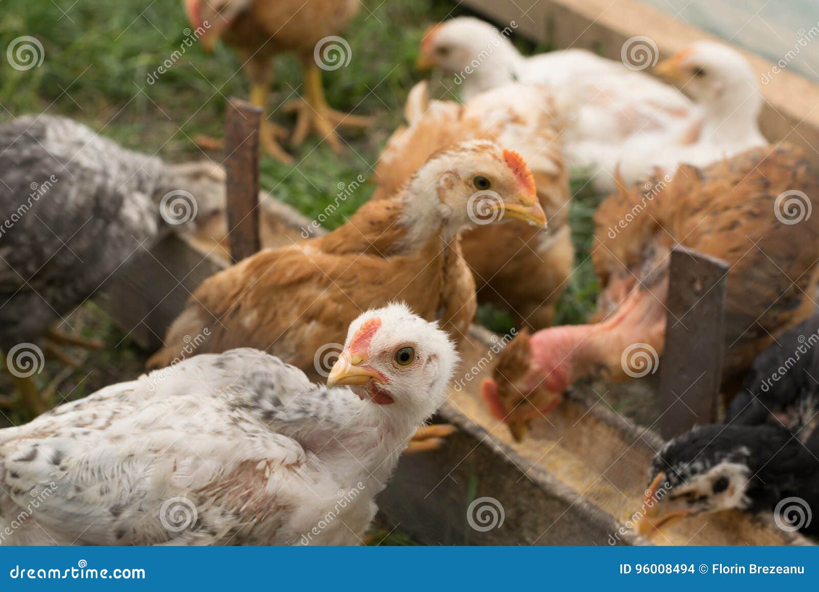 Pollos Aumentados Orgánicos Foto de archivo Imagen de doméstico