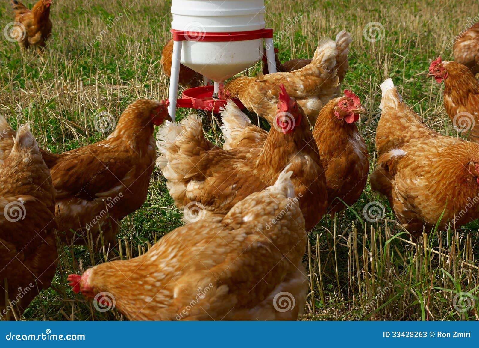 Pollos Orgánicos De La Gama Libre Imagen de archivo Imagen de pollos