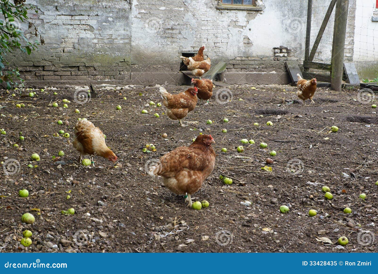 Pollos Orgánicos De La Gama Libre Imagen de archivo Imagen de gallina