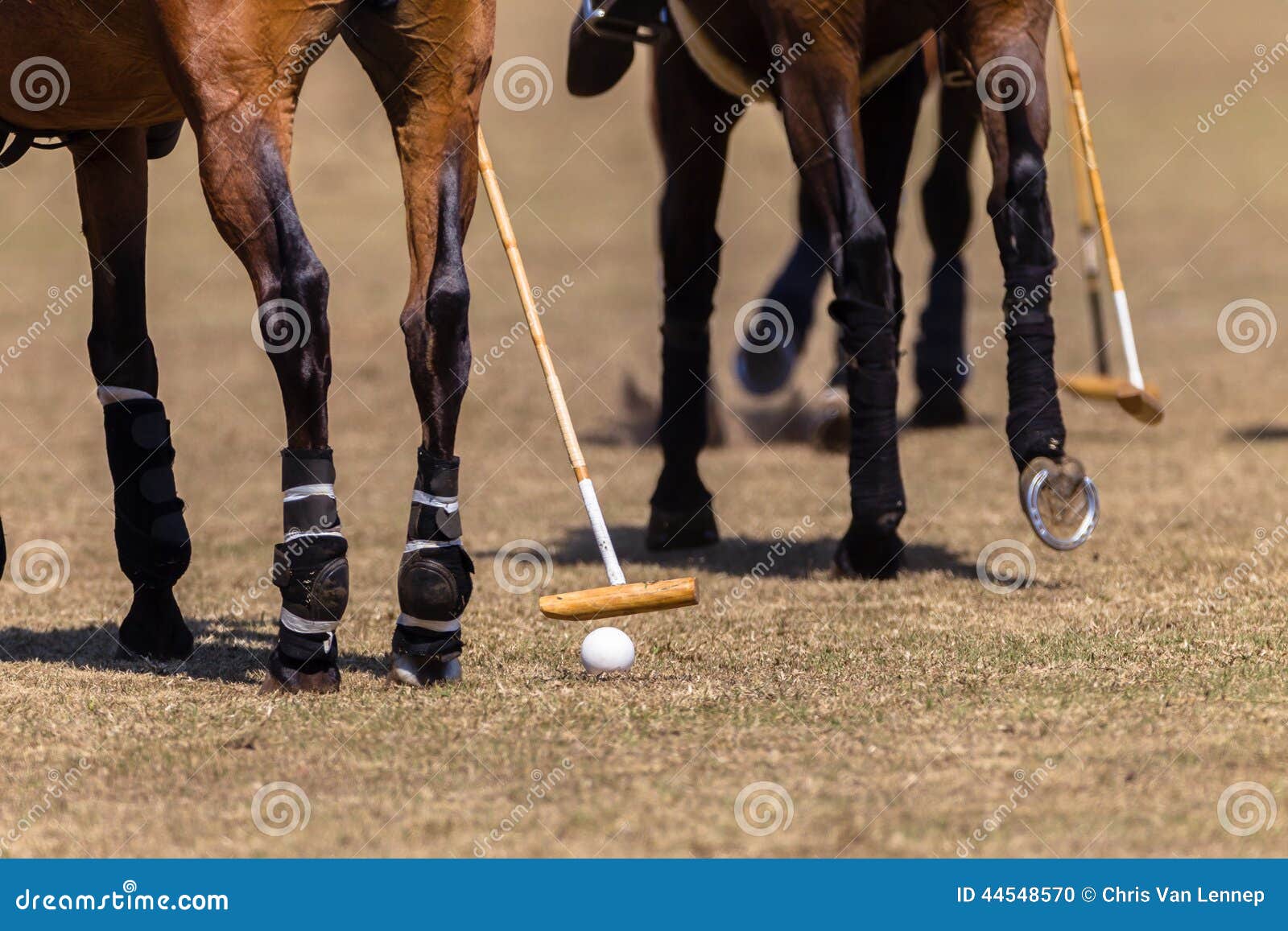 polo horses hoofs mallet ball