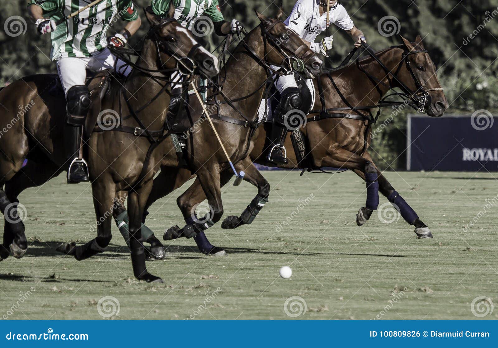 Polo Horses editorial photo. Image of horse, fast, reins 100809826