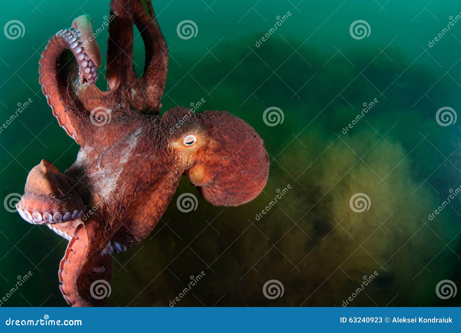 1,304 Fotos de Stock de Polvo Gigante No Profundo - Fotos de Stock  Gratuitas e Sem Fidelização a partir da Dreamstime, image size:1600x1155