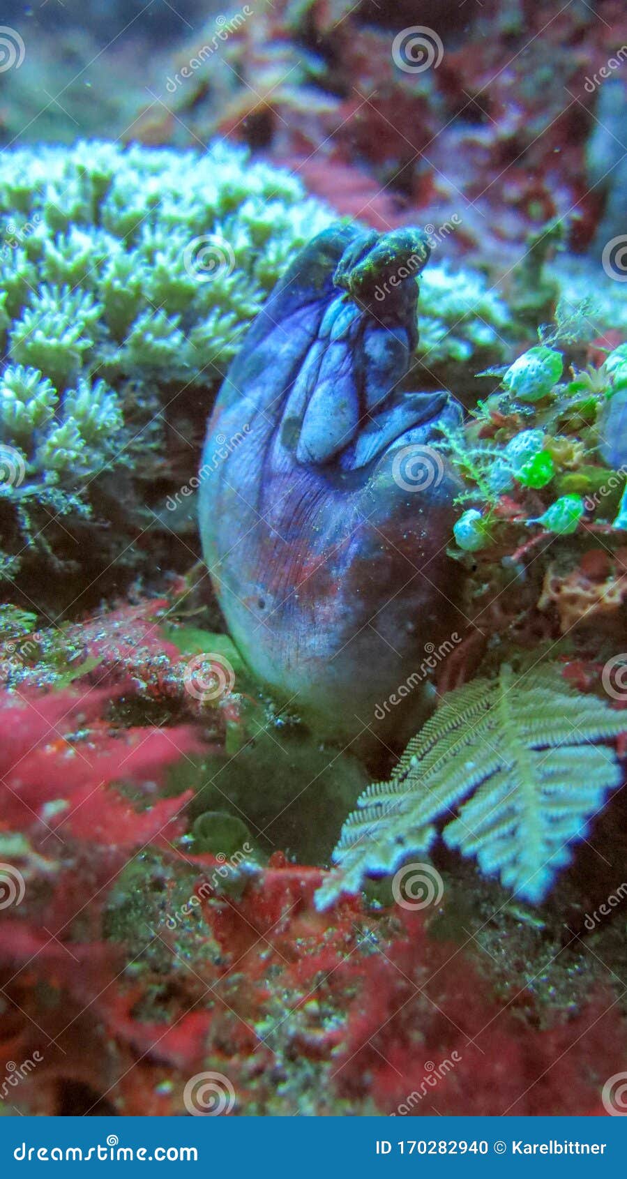 Polycarpa Aurata Also Known As The Ox Heart Ascidian The Gold Mouth Sea Squirt Or The Ink Spot