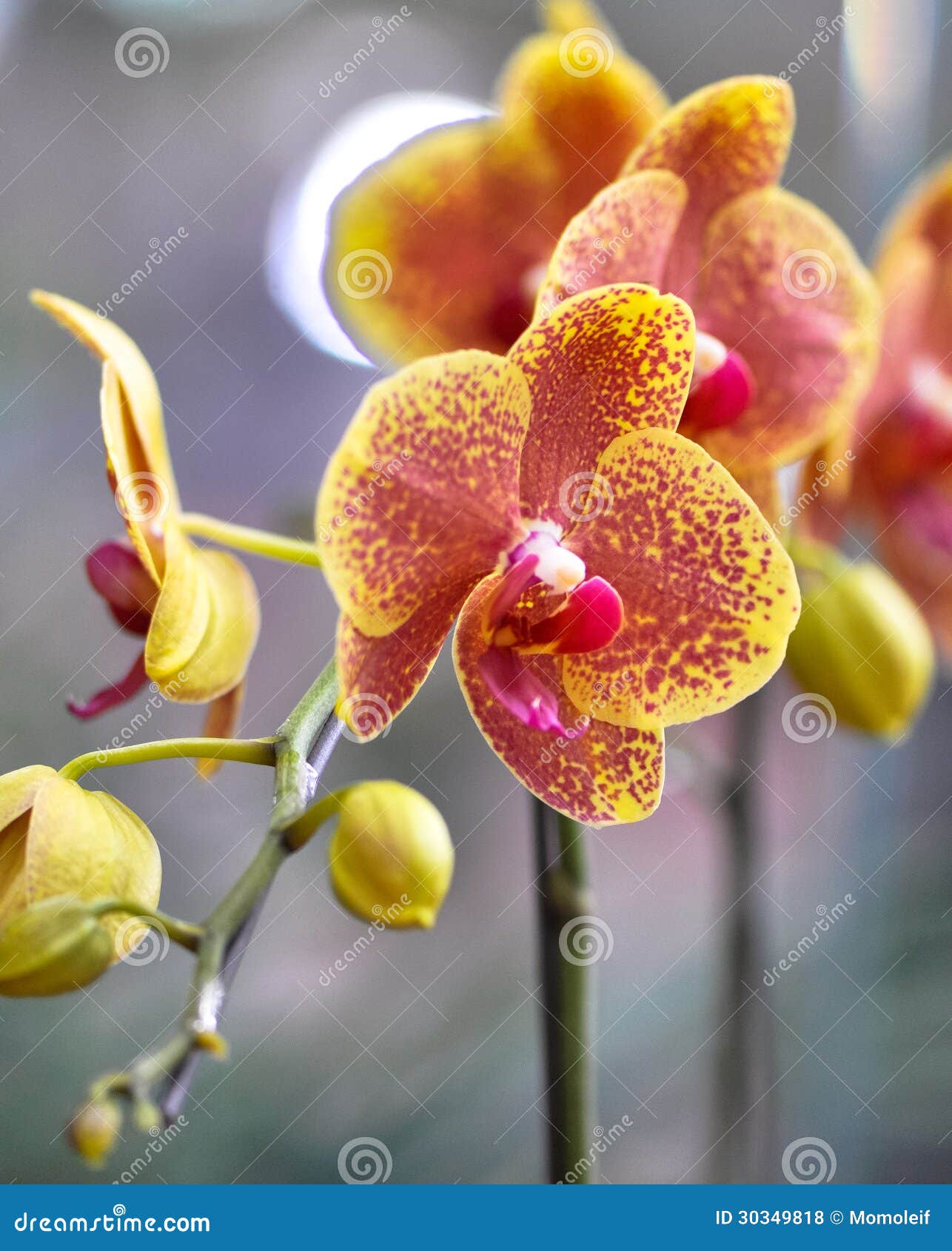 polychrome butterfuly orchids