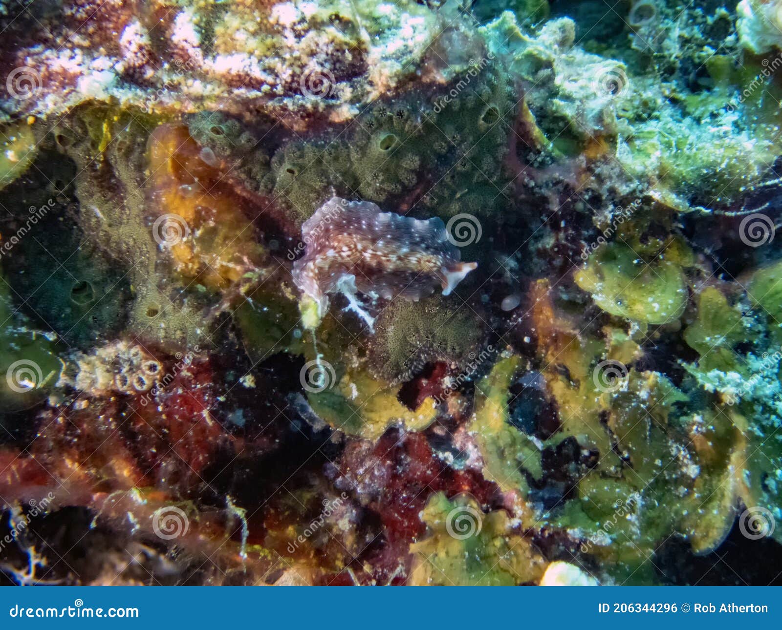 a polyclad flatworm in malapascua
