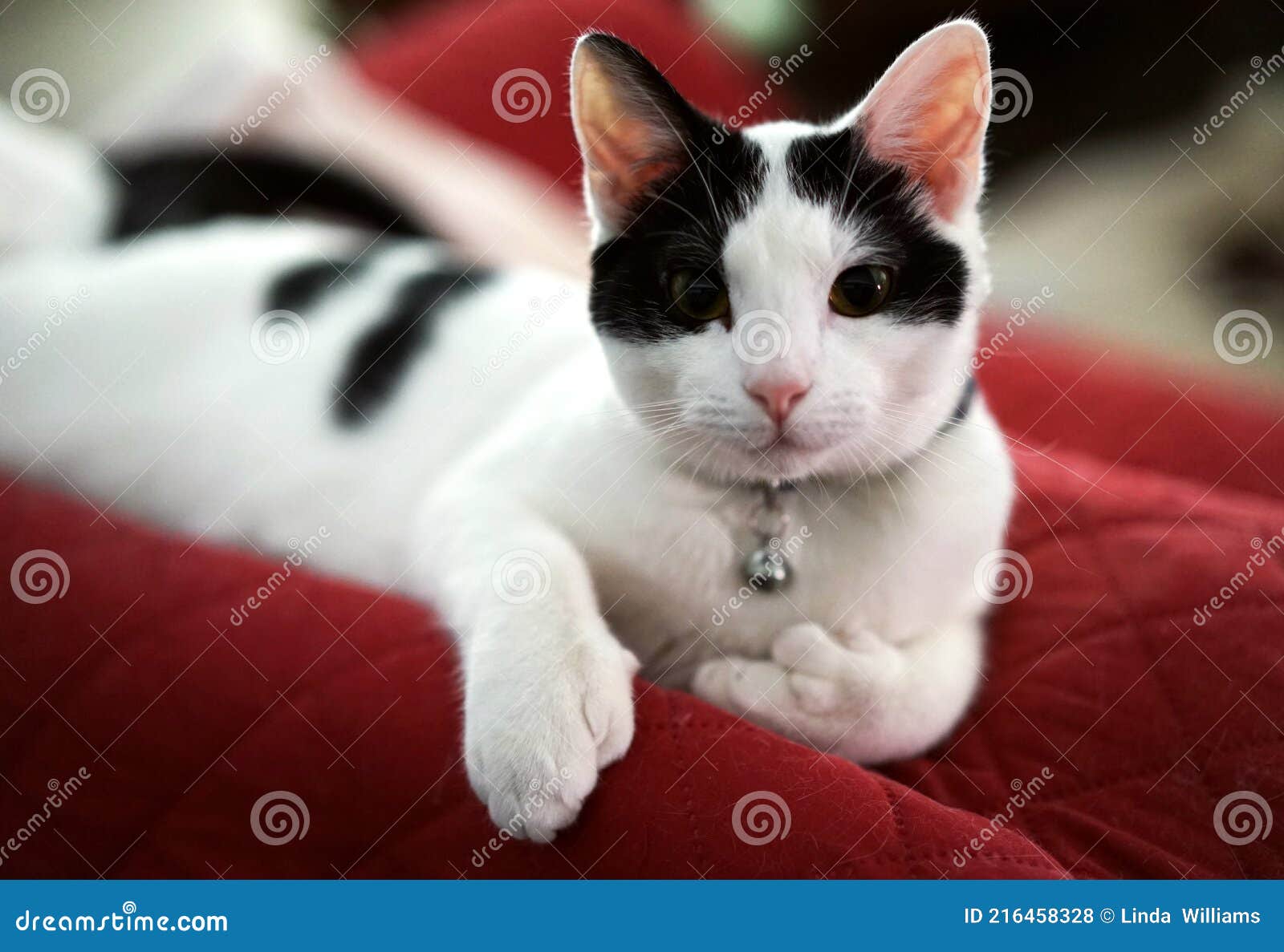 black and white polydactyl cat is a charmer with mittens