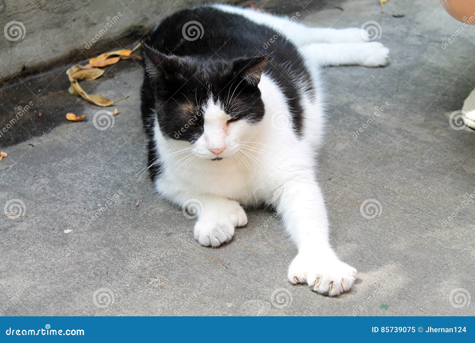 polydactyl cat