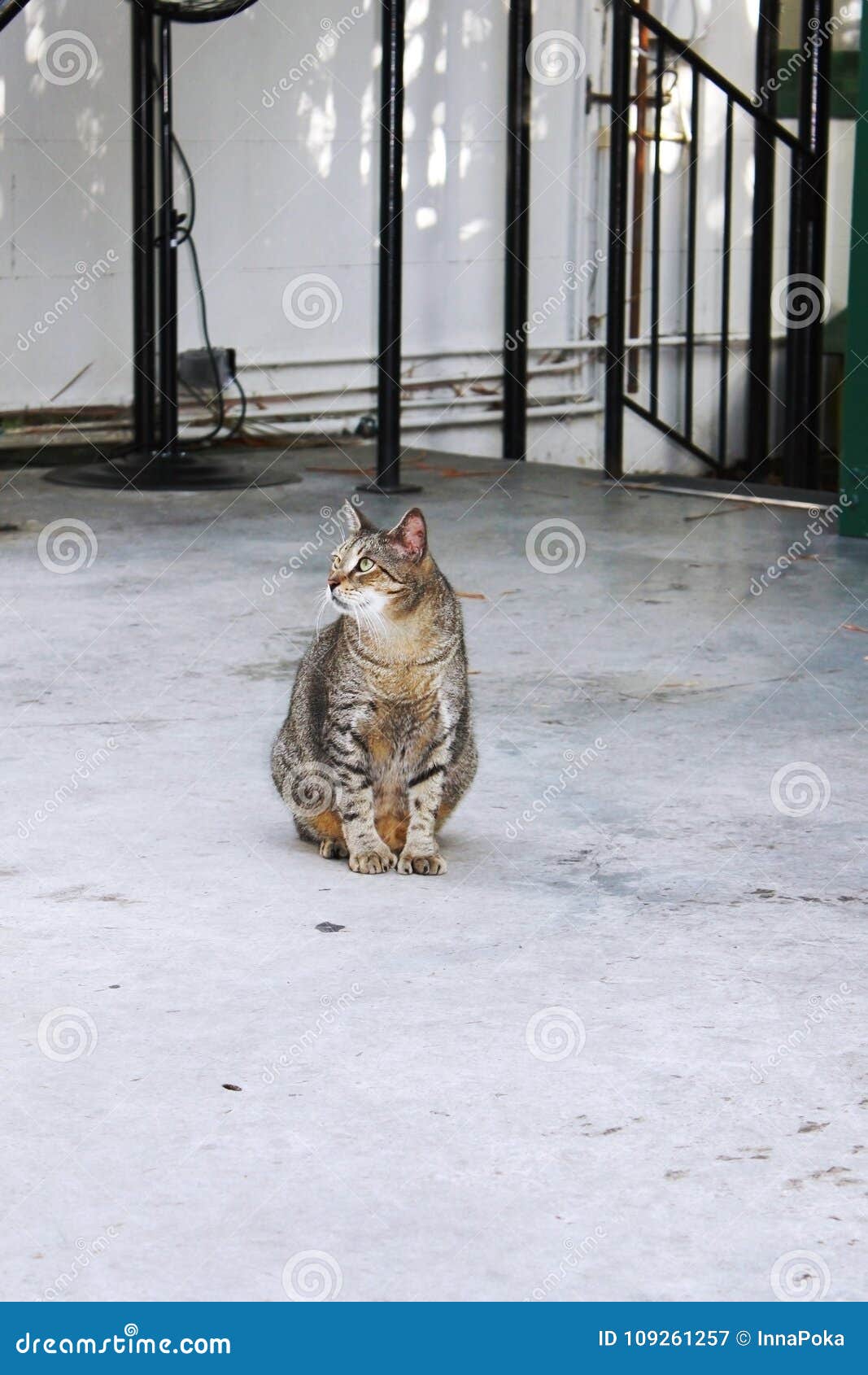 Polydactyl Kat in Ernest Hemingway Home En Het Museum in West, Florida Stock Afbeelding - Image of palm, kathedraal: 109261257