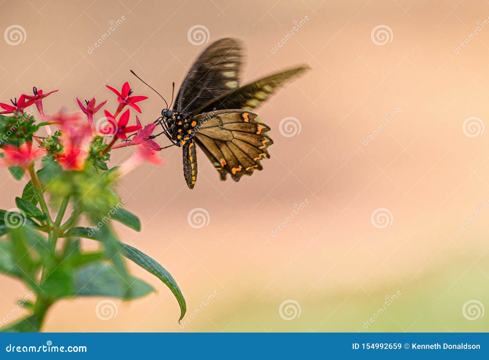Polydamas Swallowtail Sipping Nectar from Red Penta Flower, Seminole