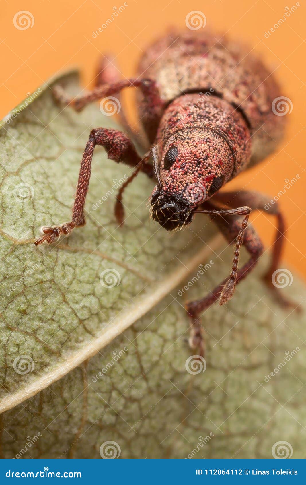 polydrusus on stringy leaf stock photo image of macro 112064112