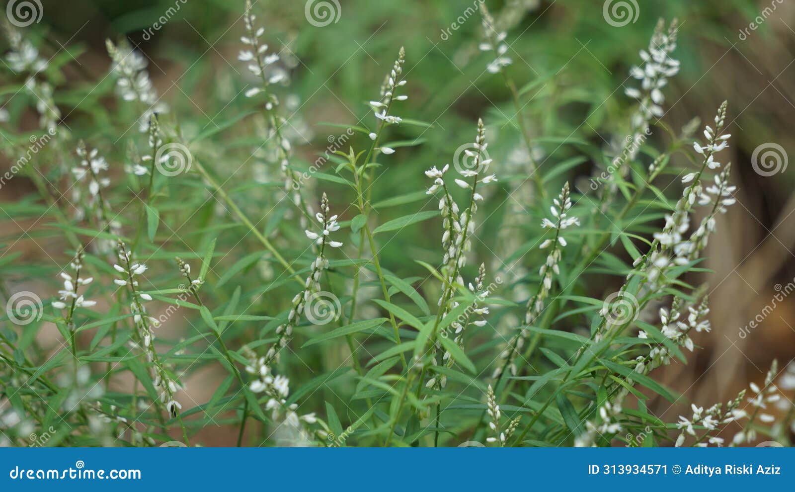 polygala paniculata (akar wangi, jukut rindik, sasapuan, katumpang lemah, hierba del colico, essence fragile)
