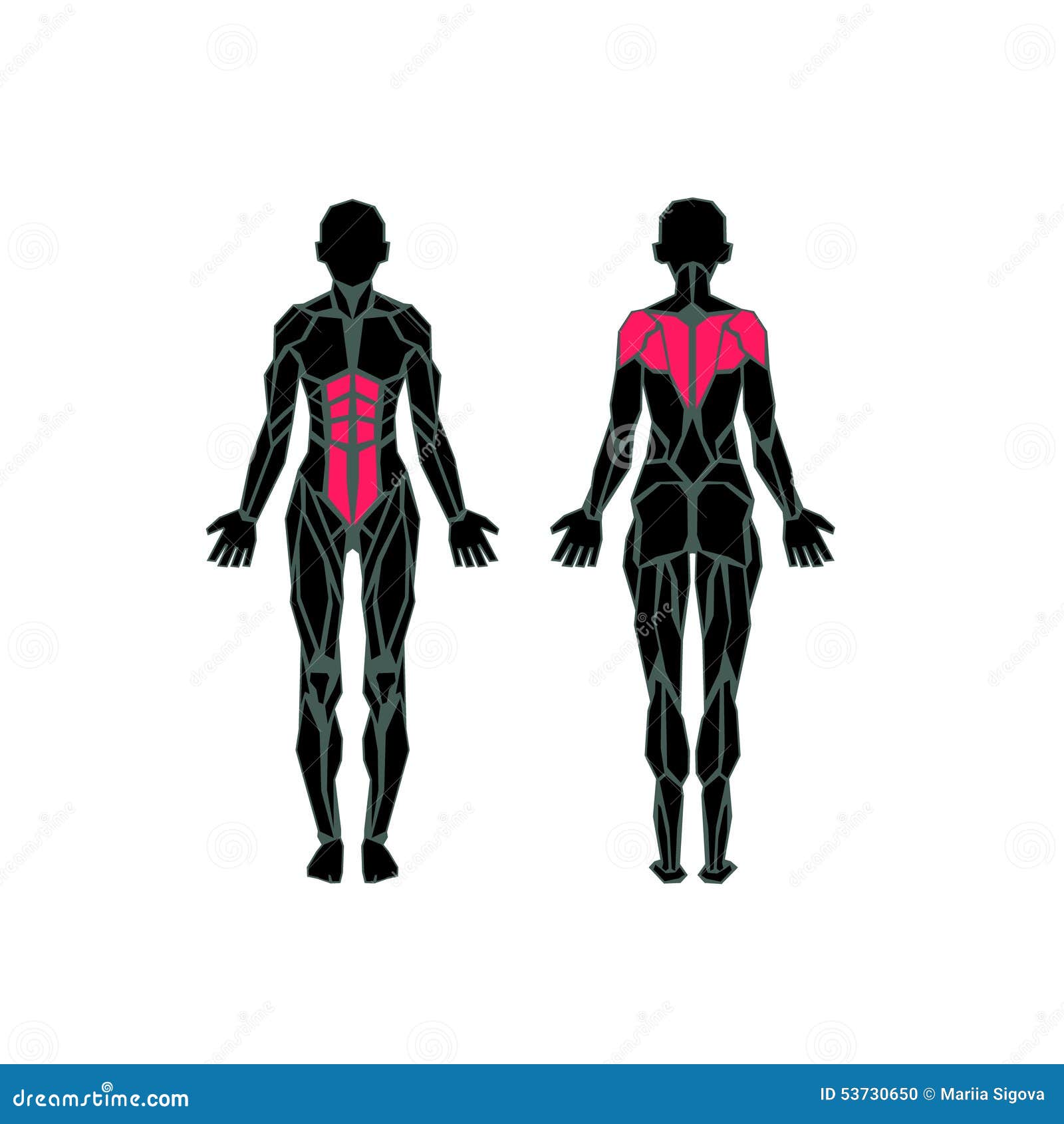 Polygonal Anatomy Of Female Muscular System Stock Vector - Illustration