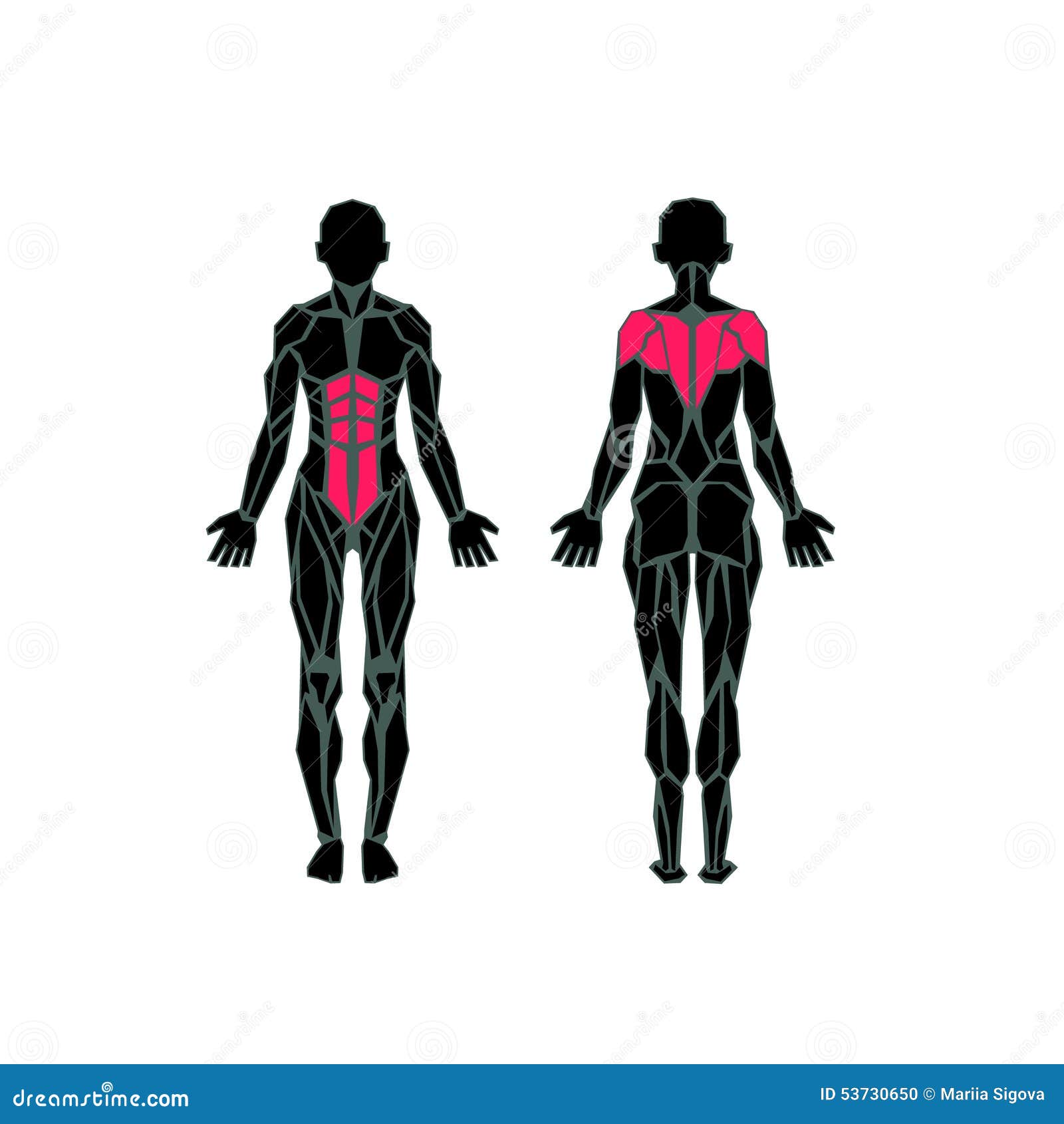  Anatomy of female muscular system back view Poster