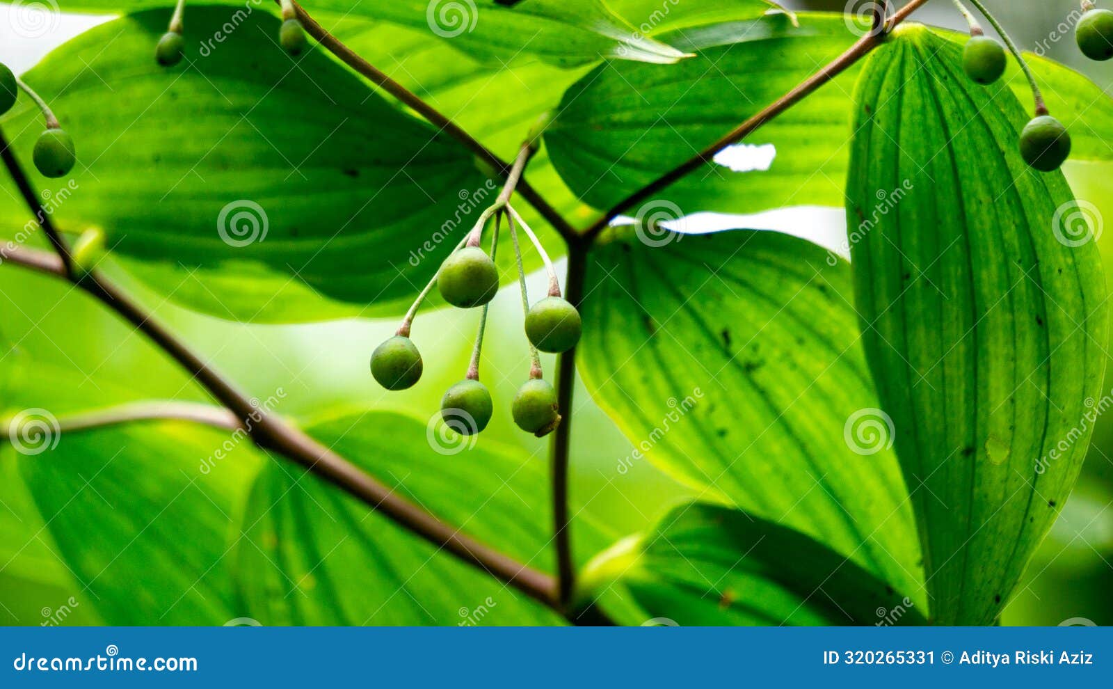 polygonatum biflorum (smooth solomon's-seal, great solomon's-seal, solomon's seal).