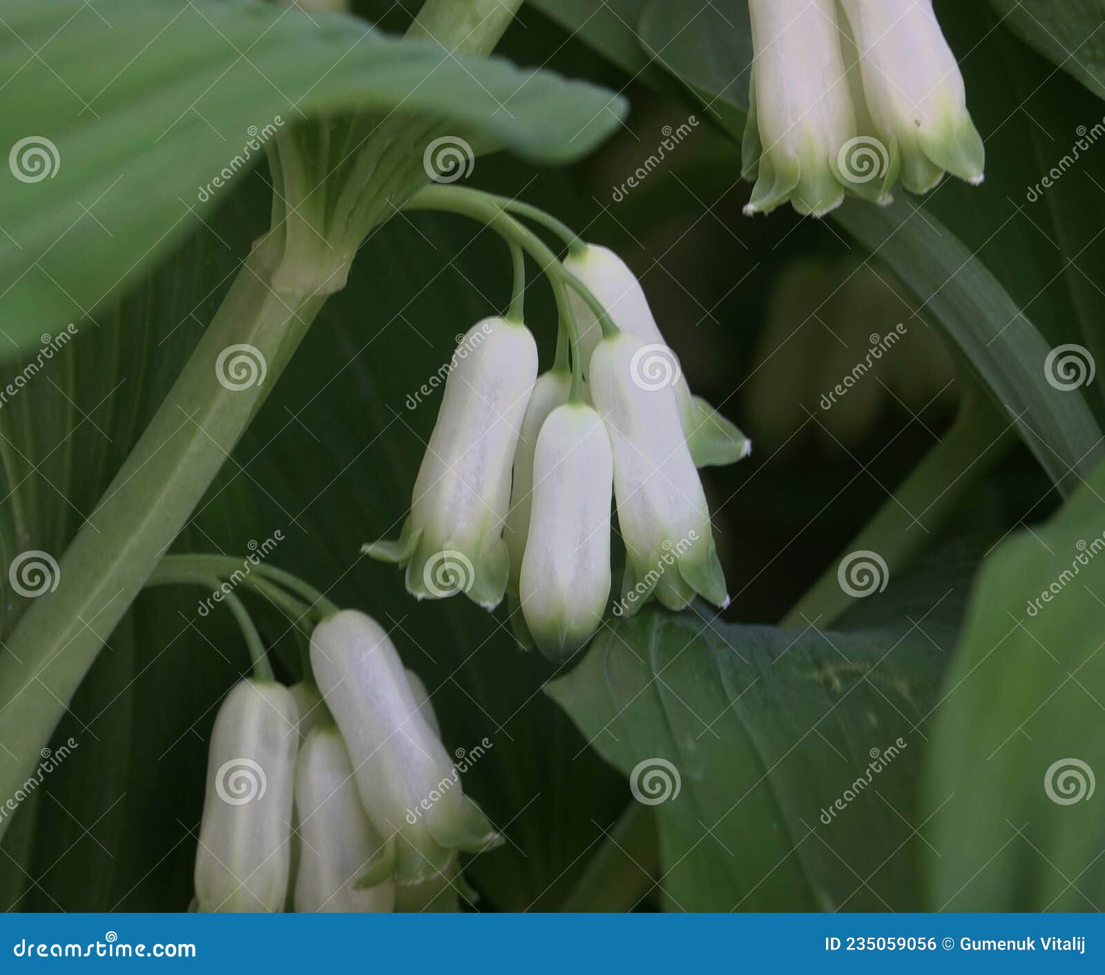 polygonatum multiflorum