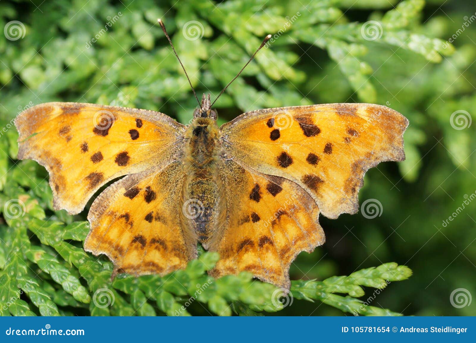 PolygoniaC-album fjäril på butterflybushen